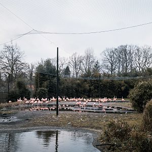 Chilean Flamingos