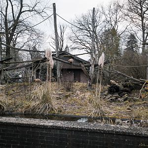 Coati outdoor enclosure