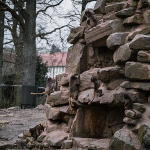 Dschelada young playing