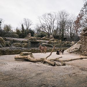 Dschelada Group 2 with Barbary Sheep