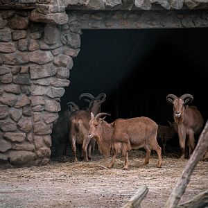 Barbary Sheep