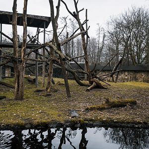 Lion-tailed Macaque main outdoor enclosure