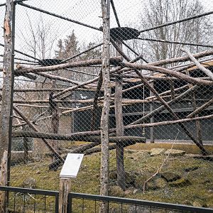 Lion-tailed Macaque outdoor cage