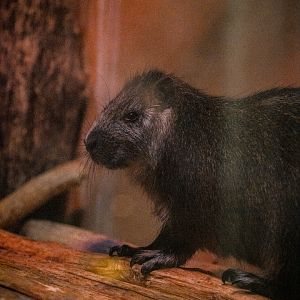 Desmarest's hutia