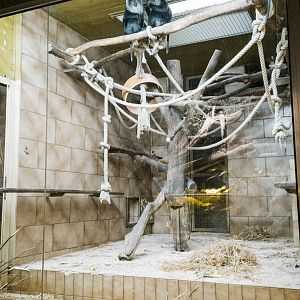 Lion-Tailed Macaques indoor