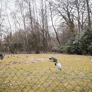 Demoiselle Cranes and Peafowls