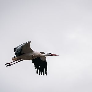 European White Stork