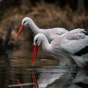 European White Storks