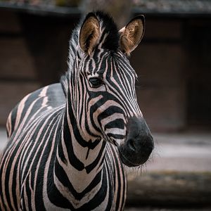 Chapman Zebra