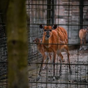 Western Sitatunga