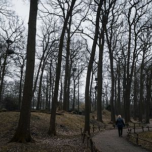 Barbary Macaque forest