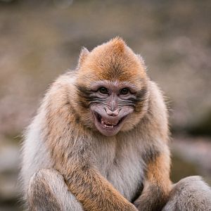 Barbary Macaque