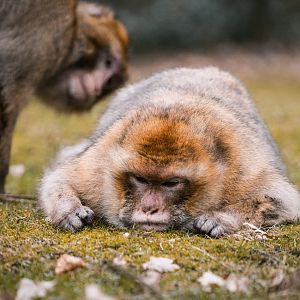 Barbary Macaques