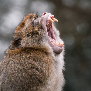 Barbary Macaque