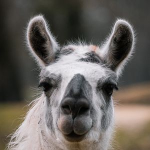 Llama