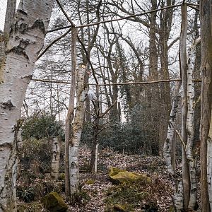 Snowy and Eurasian Great Grey Owl aviary