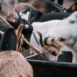 Goats