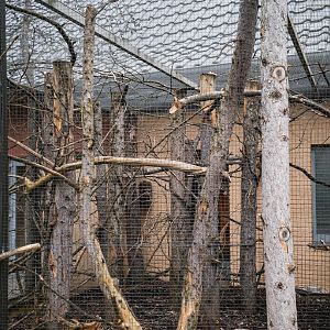 North American Red Squirrel