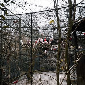 Birds of the currently closed walk in aviary