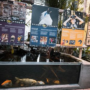 Pond and silent forest display