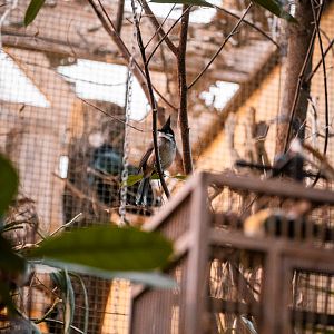 Red-Whiskered Bulbul