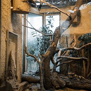 Trompeter Hornbill and Vulturine Guineafowl