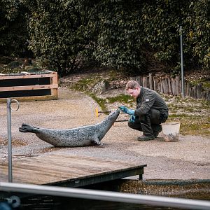 Harbor Seals Training