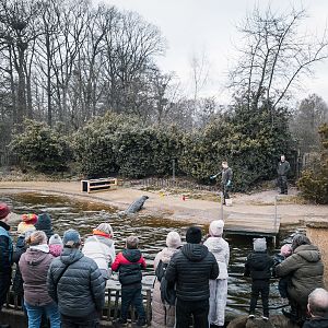 Harbor Seals Training