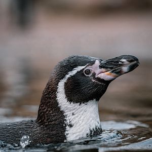 Humboldt Penguin