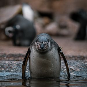 Humboldt Penguin