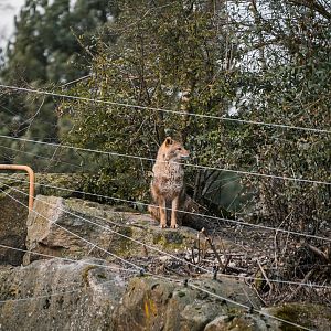 European Golden Jackal away from the Bears