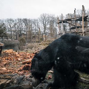 Sloth Bear aftermath