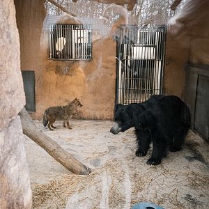 European Golden Jackal and Sloth Bear