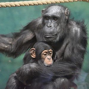 Chimpanzees