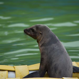 California sea lion pup