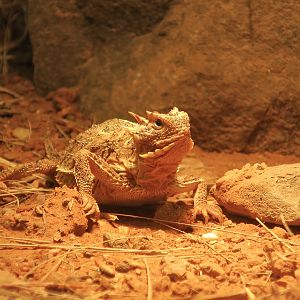 Texas Horned Lizard (Phrynosoma cornutum)
