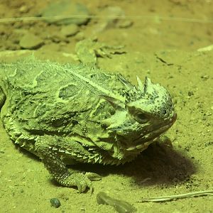 Texas Horned Lizard (Phrynosoma cornutum)