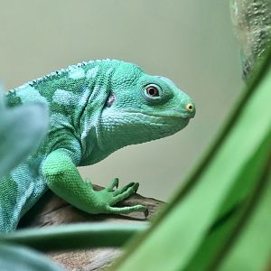 Central Fijian Banded Iguana (Brachylophus cf. bulabula)