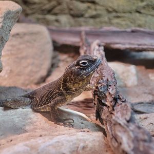 Reticulate Collared Lizard (Crotaphytus reticulatus)
