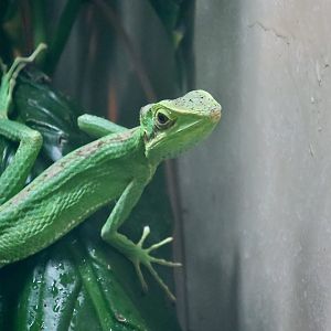 Casquehead Iguana (Laemanctus sp.)
