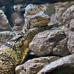 Gray's Monitor (Varanus olivaceus)