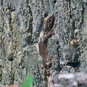 Northern Leaf-Tailed Gecko (Uroplatus alluaudi)