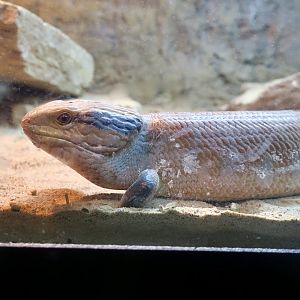 Centralian Blue-Tongued Skink (Tiliqua multifasciata)