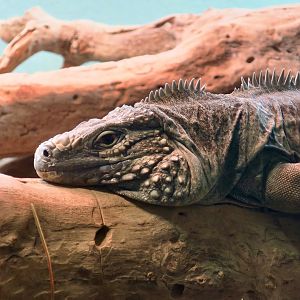 Grand Cayman Blue Iguana (Cyclura lewisi)