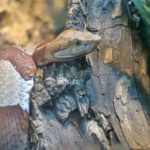 Broad-Banded Copperhead (Agkistrodon laticinctus)