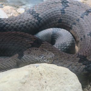 Banded Rock Rattlesnake (Crotalus lepidus klauberi)