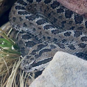 Mexican Dusky Rattlesnake (Crotalus triseriatus)