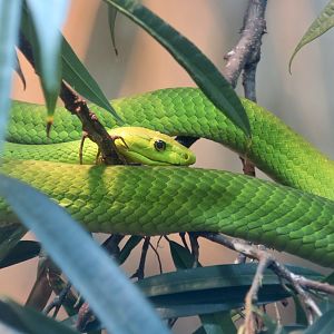 Eastern Green Mamba (Dendroaspis angusticeps)