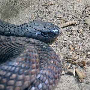 Egyptian Cobra (Naja haje)
