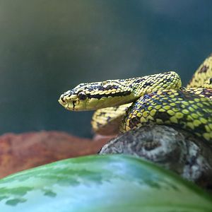 Jerdon's Pit Viper (Protobothrops jerdonii)